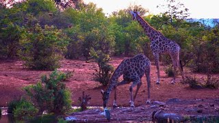 Giraffes Gets a Fright at the Waterhole 🦒