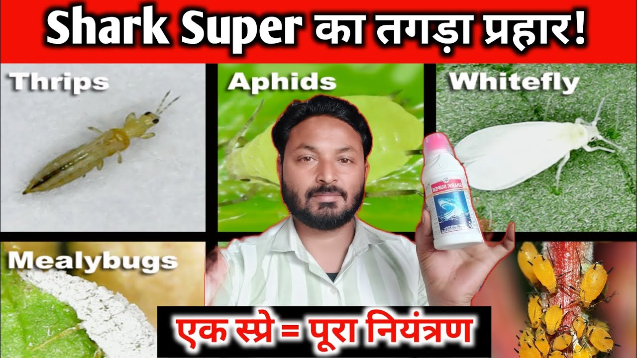 सफेद मक्खी, थ्रिप्स और माहू का पक्का इलाज।A sure cure for whiteflies, thrips and aphids.