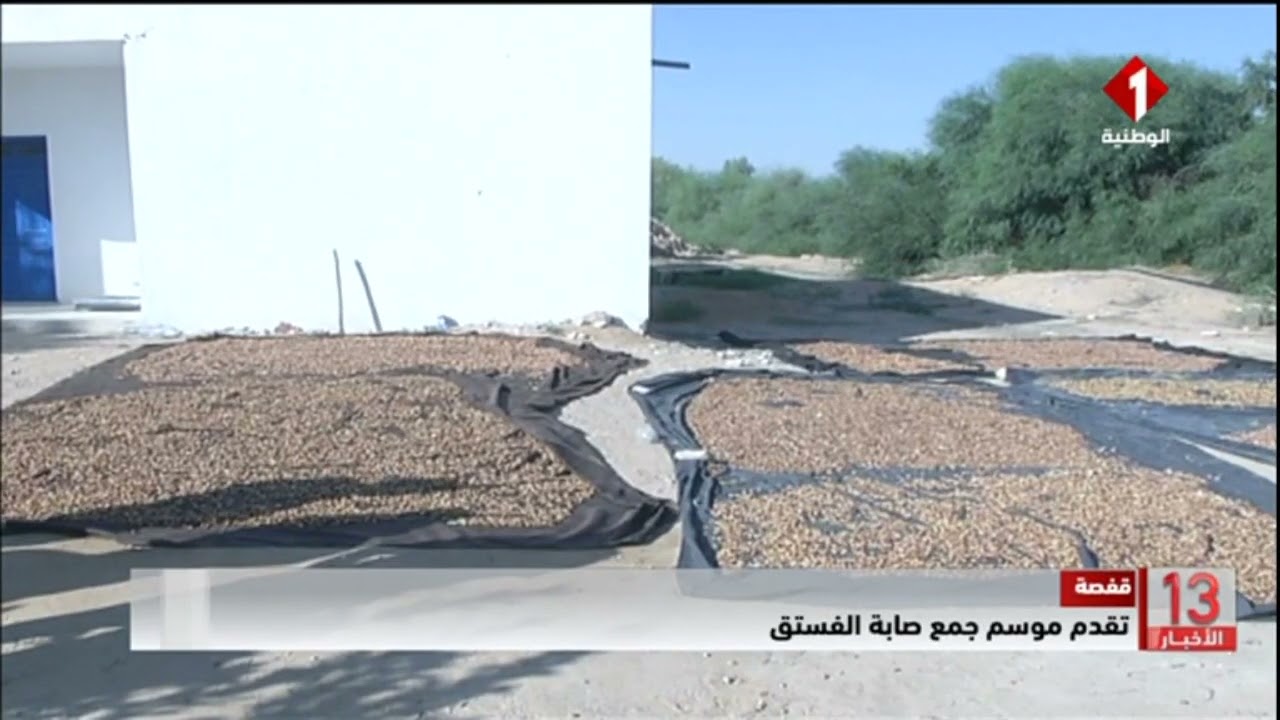 قفصة || تقدم موسم جمع صابة الفستق