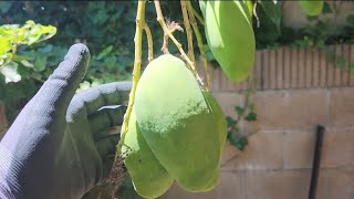 Ataulfo Rootstocks - August 2024 California