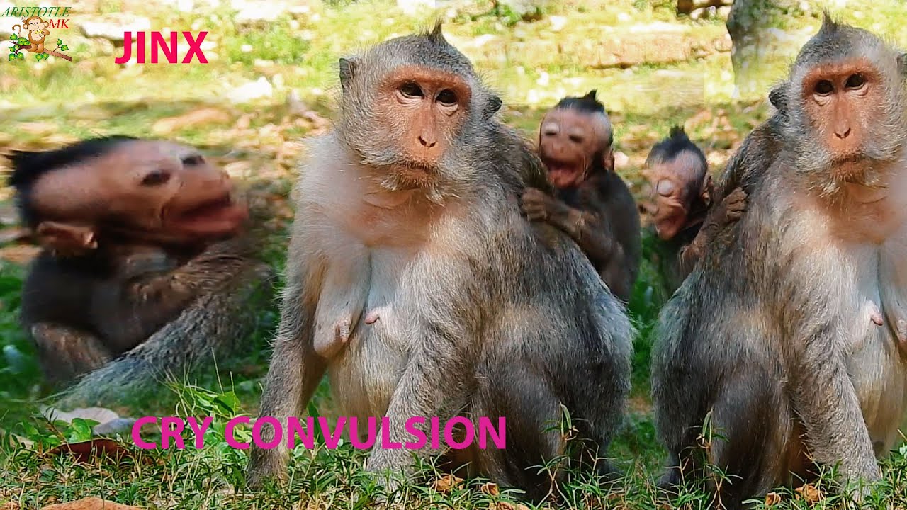 BREAK HEART JINX CRYING CONVULSION ...JADE WEANING MLK ...JINX SUPER CRY |