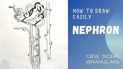 How to draw Nephron diagram | Class 10 | Biology |Science | CBSE syllabus | NCERT class 10
