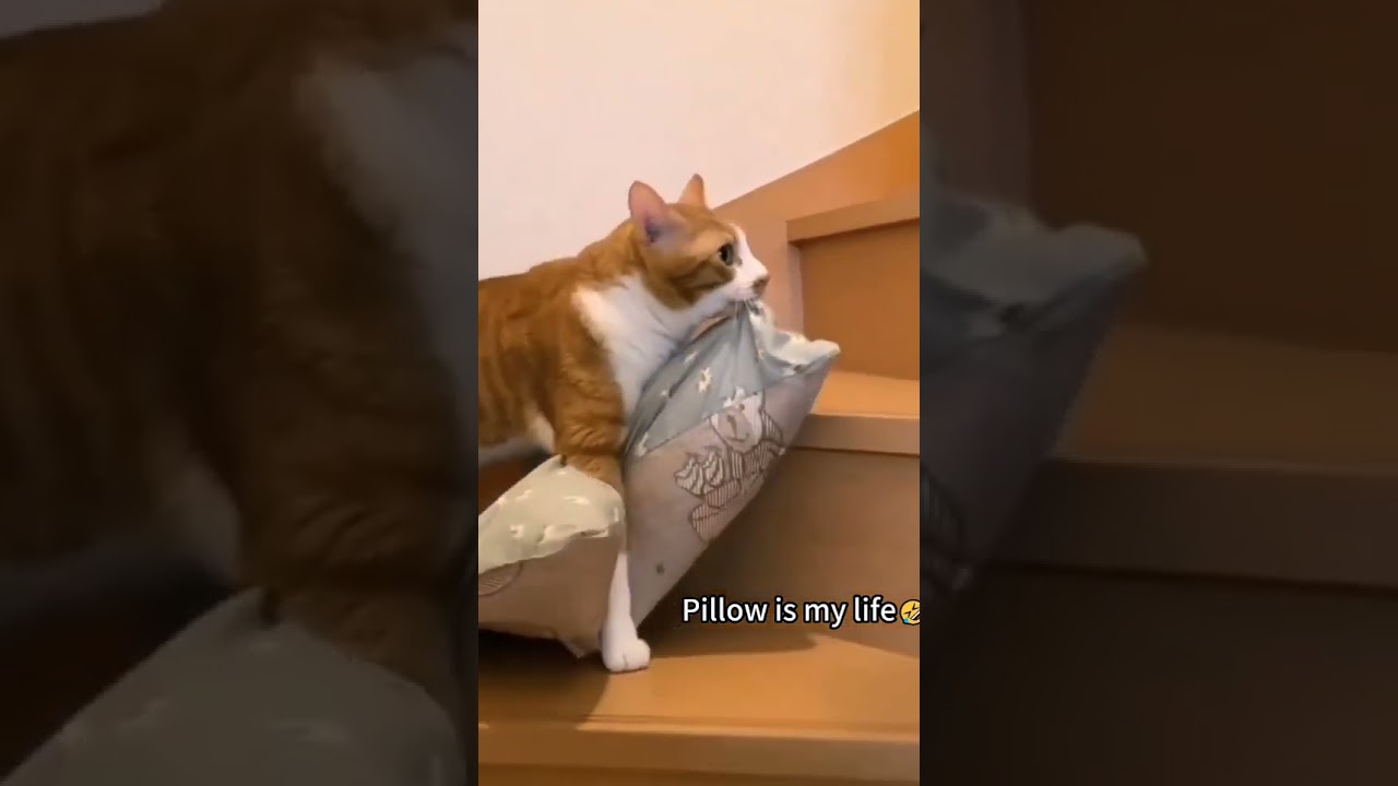 🐾😂 Ultimate Laughter Destination 2023!  Daily Pet Laughs! 🌟 