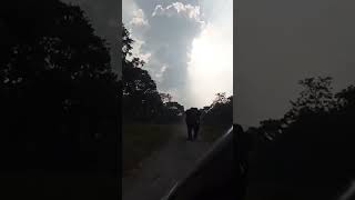 Bull Elephant Charged at a Car