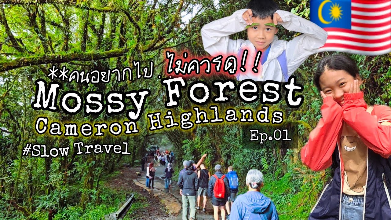 #mossyforest ป่ามอสส์200ล้านปี  ที่คาเมรอน ไฮแลนด์ ทั้งคลิปพูดแต่ 