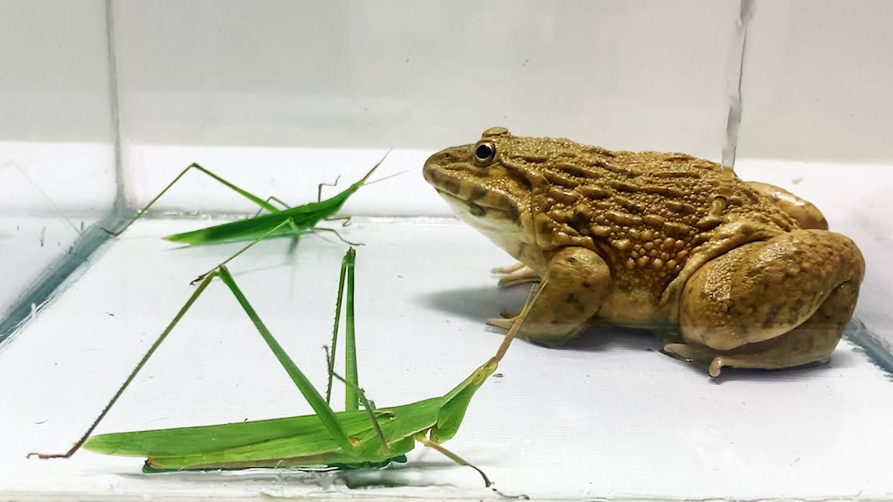 African bullfrog and the strongest grasshopper WARNING LIVE FEEDING