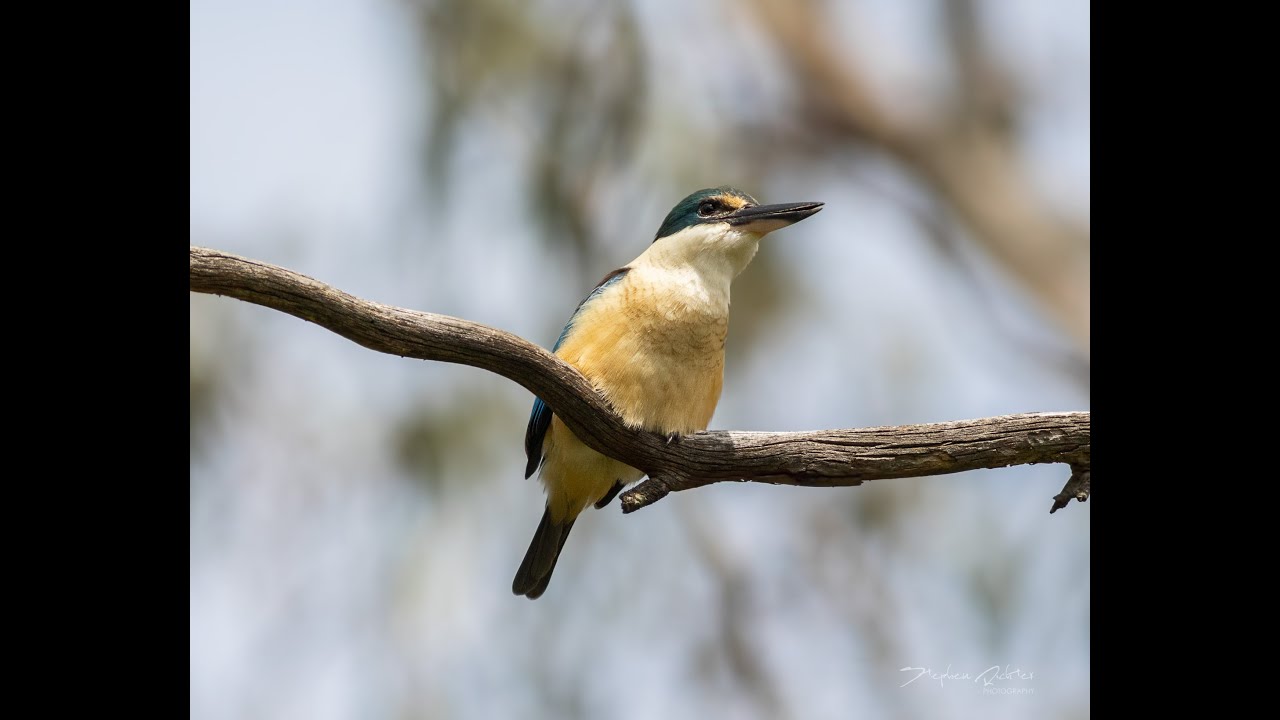 King Fisher - Breeding Call