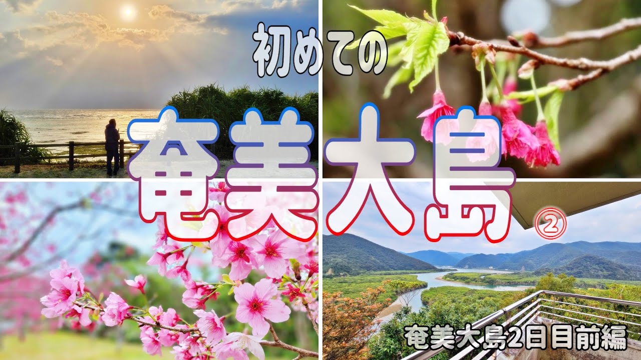 【奄美大島 ３泊4日 】#2 初めての奄美大島 やっぱり寒い？・土盛海岸南側/朝日が綺麗・崎原桜通りの出会い・道の駅アマミパーク・マングローブ展望台 #シニア旅