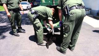 Bear wanders into Bloomsburg  - PressEnterpriseOnline.com