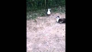 David Guetta Chicken Dance