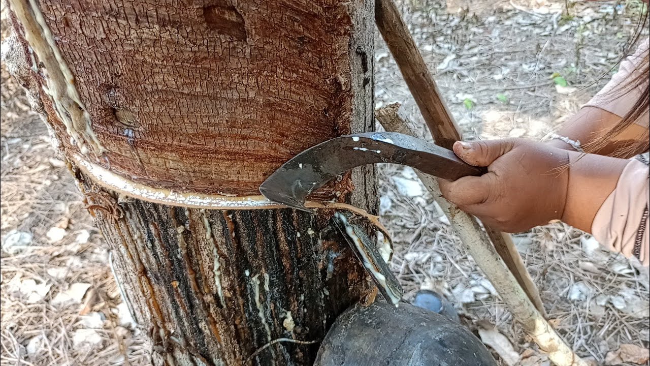 พามาดูแม่บ้านกรีดยางครับผม