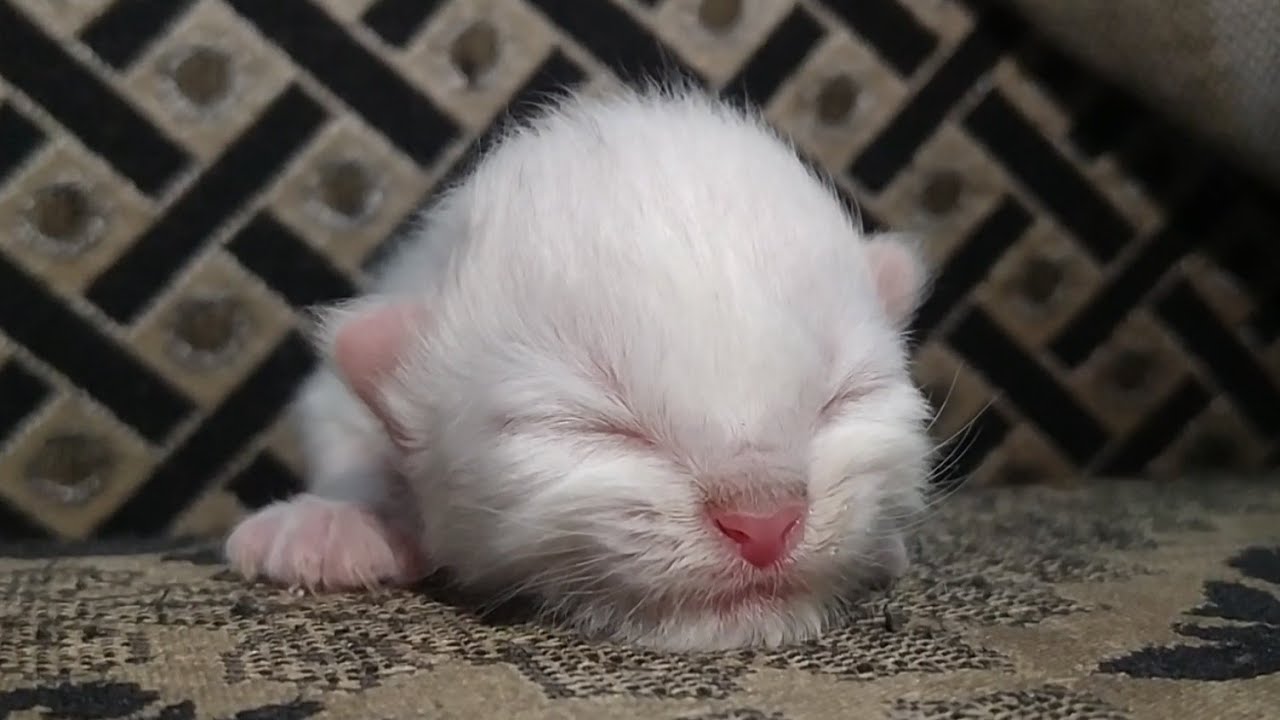 Mother Cat Not Helping Her Cute Kitten And Feeding Milk To Other