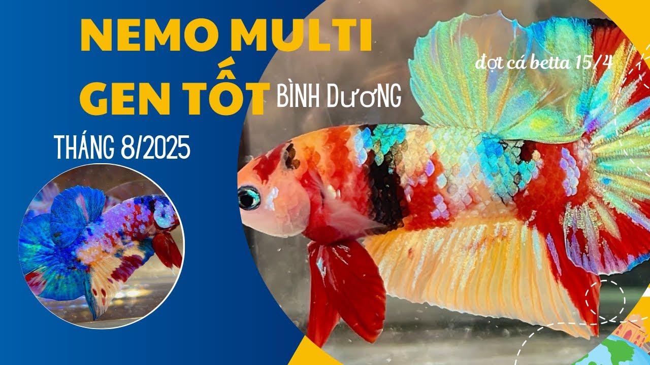 Tuyển tập Betta Nemo Multicolor vip đẹp tháng 8/2025 ở Bình Dương