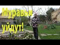 Как бороться с муравьями