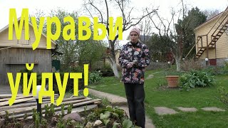 Как бороться с муравьями