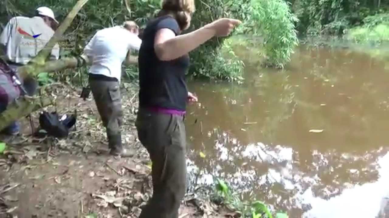 MADIDI JUNGLE ECOLODGE (HIKING AND PIRANHA FISHING IN THE BOLIVIAN AMAZON))