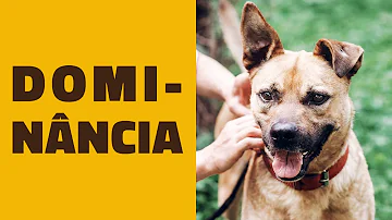 Como lidar com cachorro territorialista?