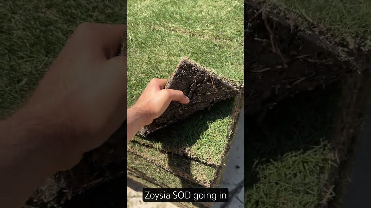 Zoysia Sod installation in Dallas, Texas
