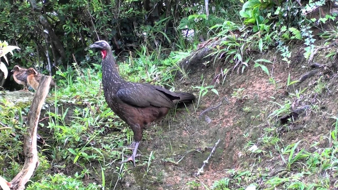 Dusky-legged Guan with chicks - Penelope obscura (Temminck, 1815) 
