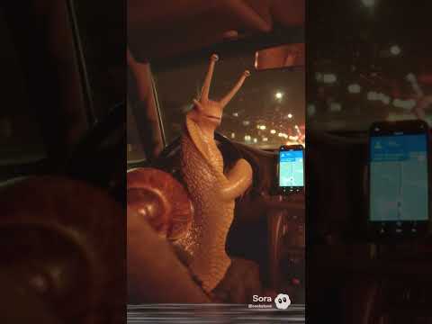 Uber snail