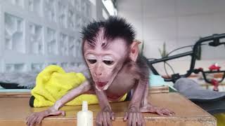 Baby Monkey Cant Wait To Enjoy His Favorite Food