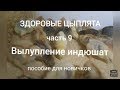 Здоровые цыплята, часть 9. Вылупление индюшат. Пособие для новичков.