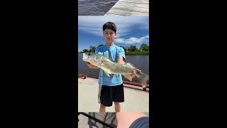 Catching a Walleye #fishing #fish #walleyefishing #walleye  #pickerel