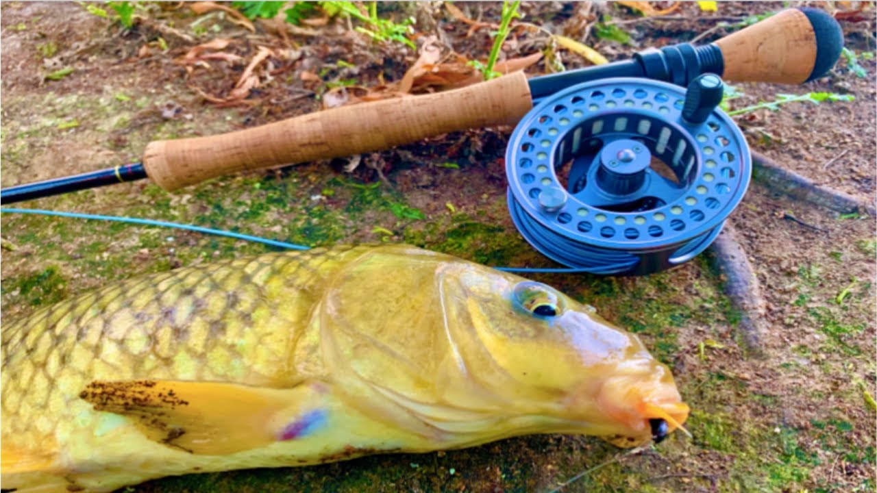 Fly Fishing Carp (Top Water) YouTube