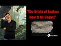 Where Did The First Snakes Come From Where Did The First Snakes Come From