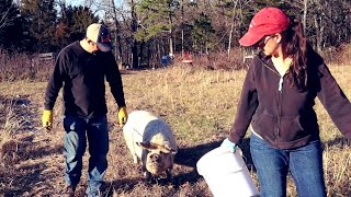 These IPP's are the FRIENDLIEST PIGS We've Ever Had!  And We're About the have babies!