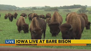 Bare Bison - Iowa Bison Farm
