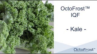 OctoFrost Frozen - IQF Vegetables: Kale | IQF Vegetables Freezer