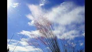 Kitaro  Voice Of The Wind