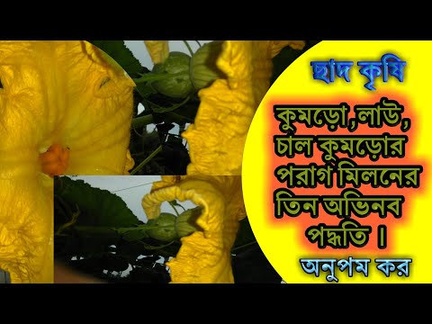 ভিডিও: কিভাবে মাইক্রোওয়েভ সুইট স্টিমড কুমড়ো