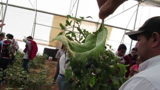 Mvi 2363 Daños En Tomate Por Paratrioza