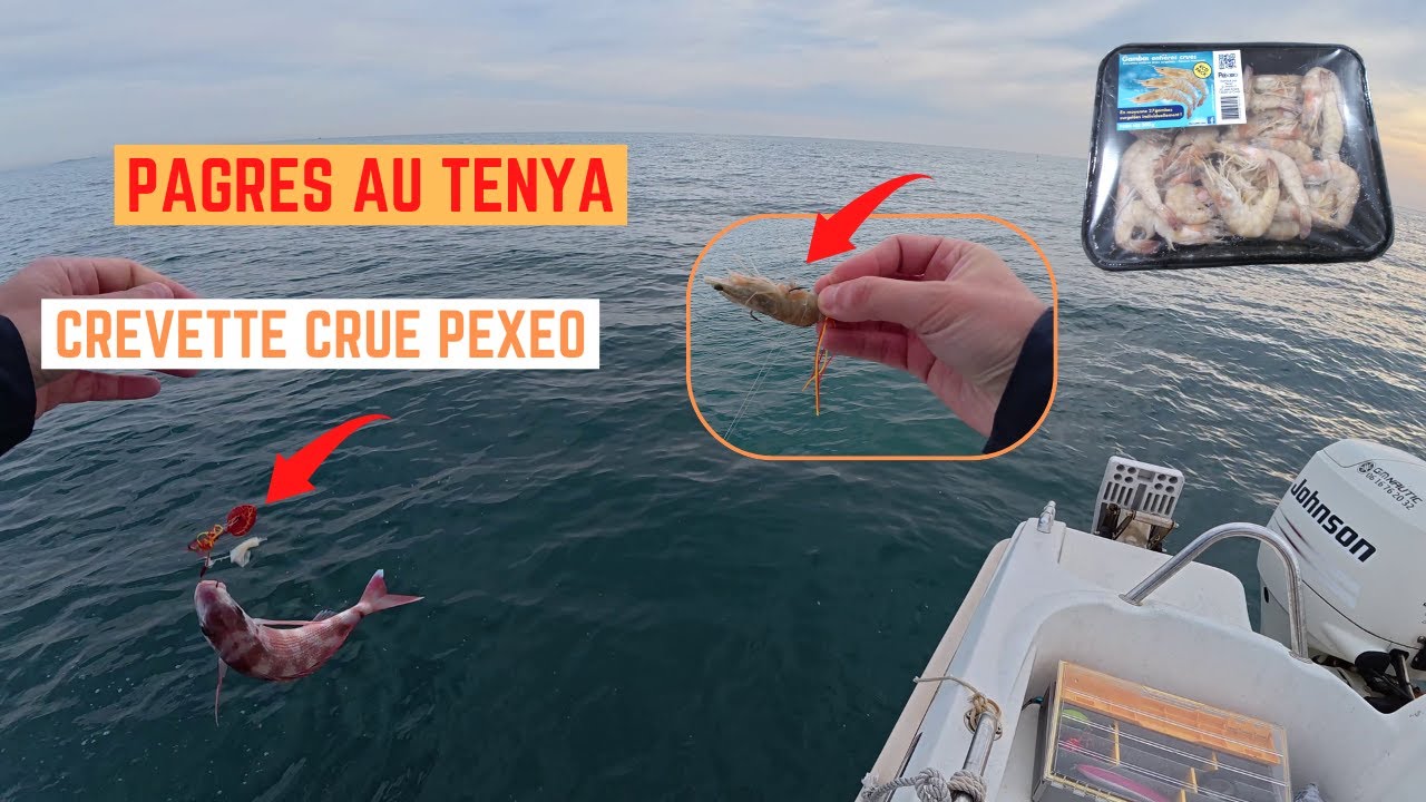 PAGRES au TENYA à la CREVETTE CRUE de chez PEXEO