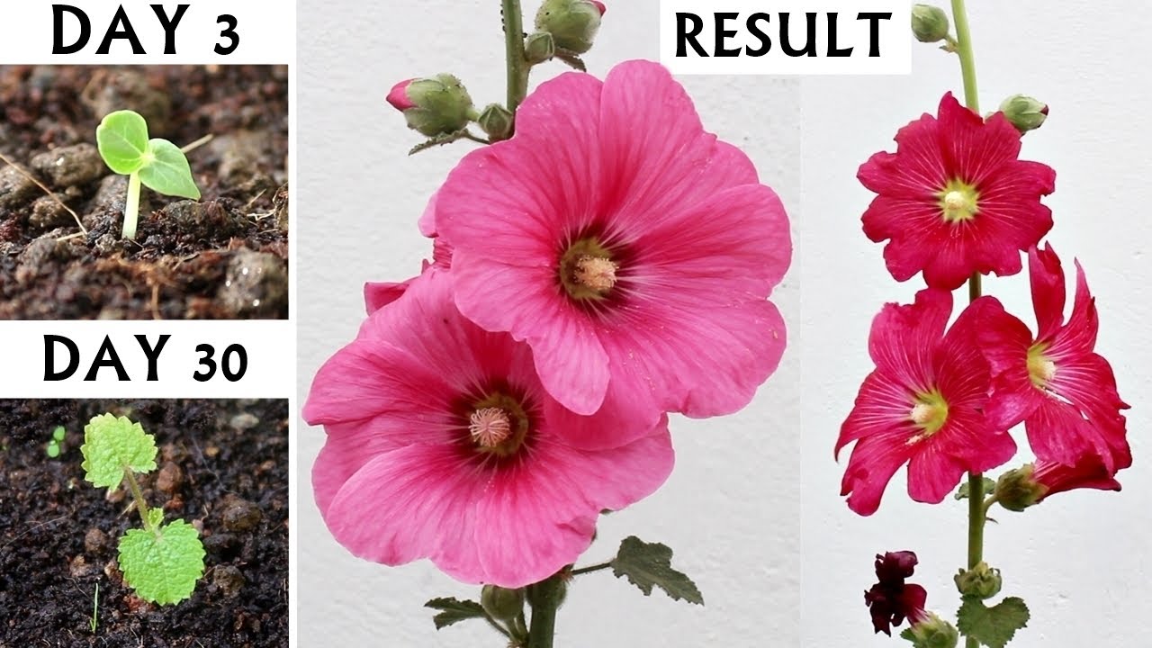 Tips To Grow Hollyhocks From Seeds In Pot [A-Z Details]