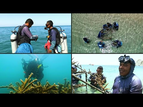 De pescadores a jardineros submarinos: la restauración de corales en Colombia