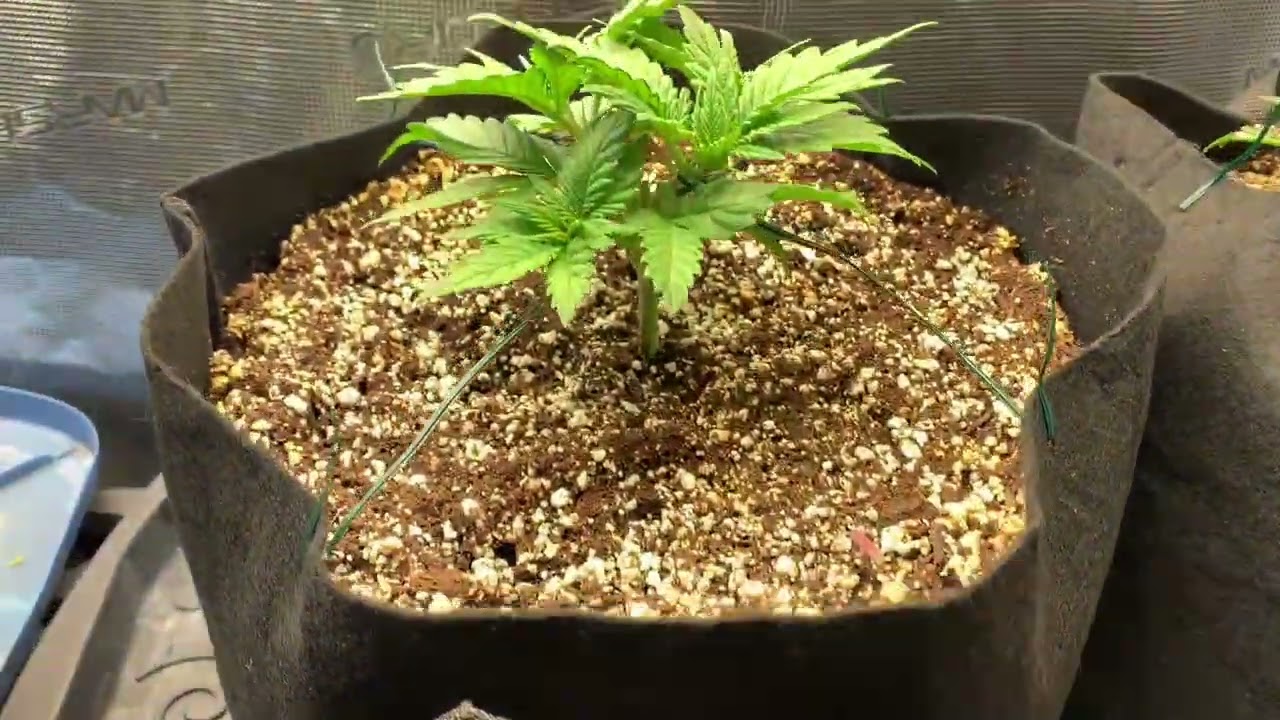 Comatose Auto X AK-47  X  Amnesia Haze Auto X  White Widow