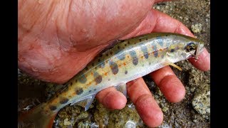 First Time Fly Fishing In Japan. Amago And Iwana. First Time Fly Fishing In Japan. Amago And Iwana.