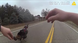 Bodycam Video Ada County Sheriffs Deputy Has Hilarious Run-In With Group Of Turkeys