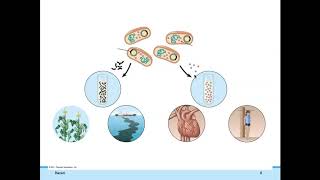 BIO1 Online | Chapter 11: DNA Technology