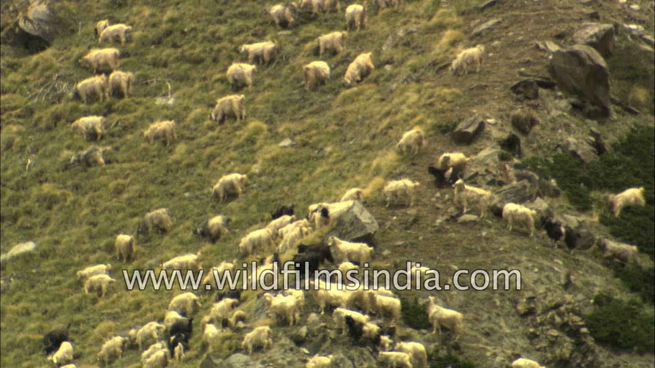 Sheep graze on pasture en route Lamkhaga pass in Garhwal