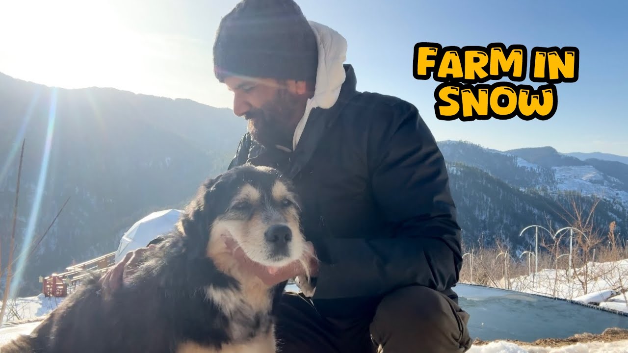 A Farm Tour in Snow| Winter life on a High Altitude Himalayan Farm  