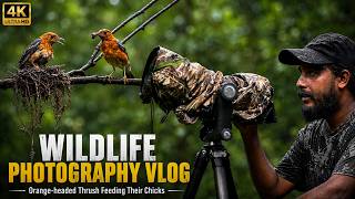 বৃষ্টি মাথায় নিয়ে Orange-headed Thrushএর ছবি | Wildlife Photography Vlog 87 | #wildlifephotography