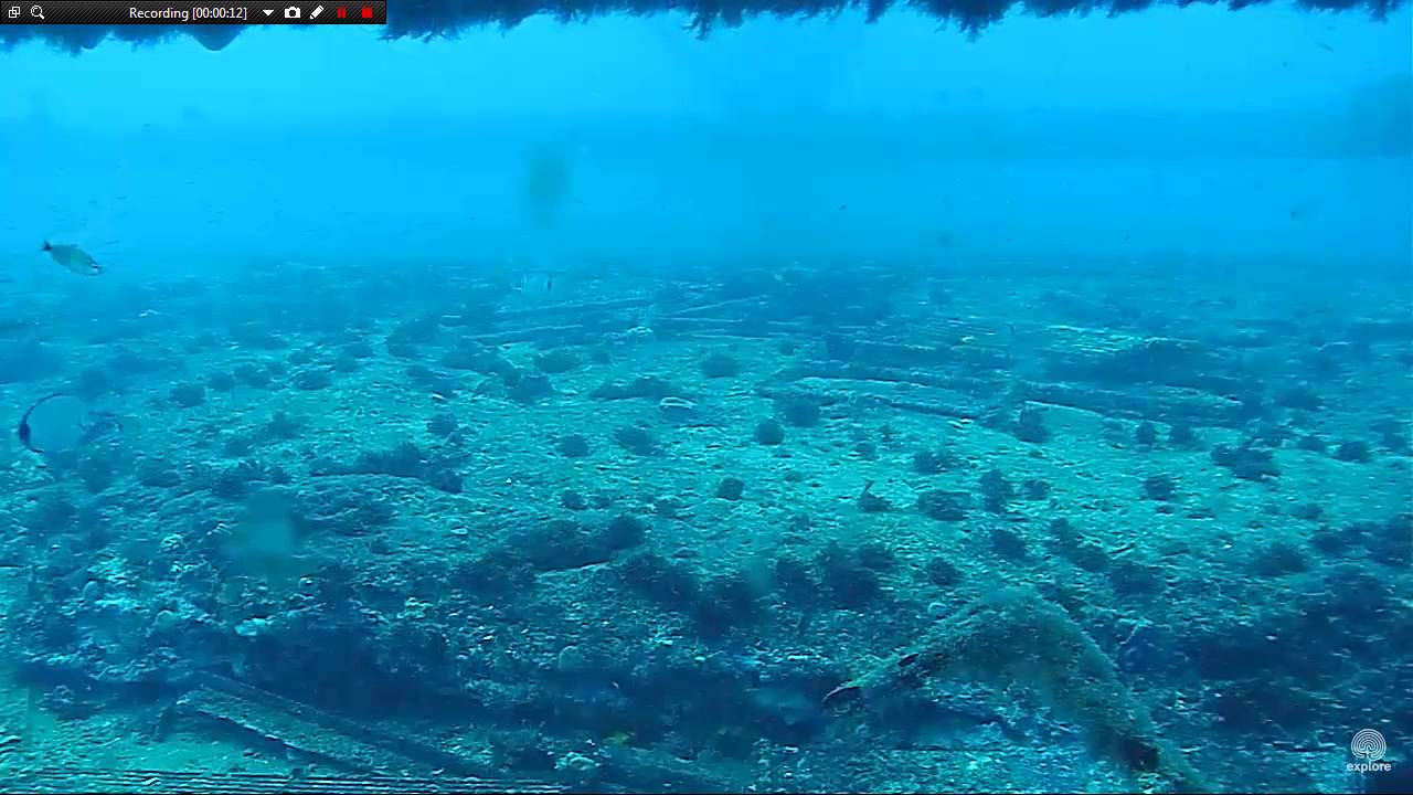 bluehead wrasse 15 12 13a 10;17 IP to TP intermediate