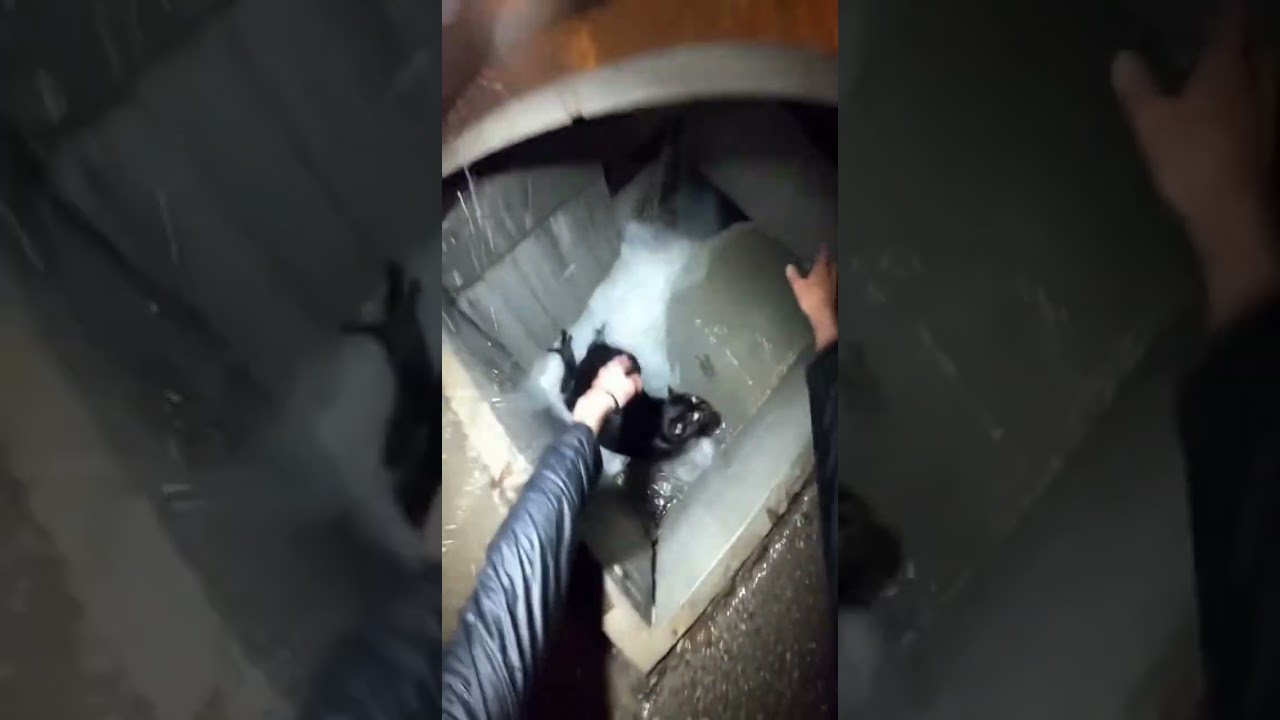 BLACK CAT (STORM DRAIN) POV: The Water Was Pulling Everything Down - Watch Until the End!