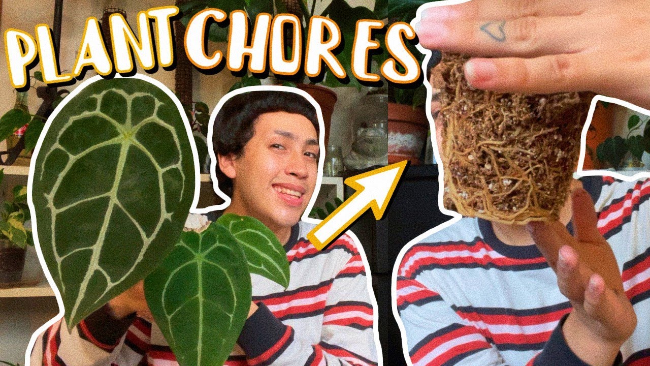 Plant Chores With Me! ♡ Watering Plants That Are Thirsty, Giving My Plants An Upgrade And More!