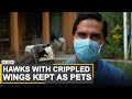 Operation Hawk | Artificial wings help hawk fly again | WION News