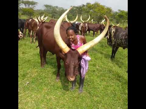 Ankole Culture 